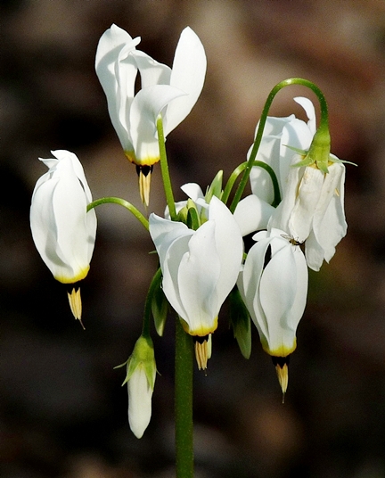 {Dodecatheon meadia}